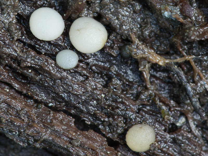 Vibrissea filisporia